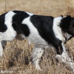 Almkullens Bess Äg: christher o Louise Sandström