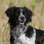 Almkullens Alwin Äg: Henrik Andersson