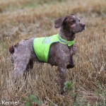 Tresallier Flitters (Nellie) Ägare: Eva Olausson