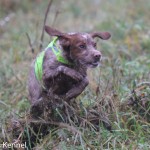 Tresallier Flitters (Nellie) Ägare: Eva Olausson