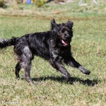 Almkullens Alex Äg: Janne Berntsson