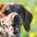 Tresallier Flitters (Nellie) Ägare: Eva Olausson