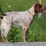 Tresallier Flitters (Nellie) Ägare: Eva Olausson