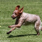 Tresallier Flitters (Nellie) Ägare: Eva Olausson