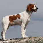 Pålamalmens El Cobra