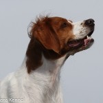 Pålamalmens El Cobra