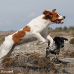 Pålamalmens El Cobra