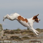 Pålamalmens El Cobra