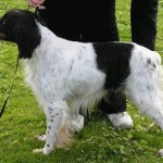 Rex (Panther) Äg/Foto: Marina Bengtsson